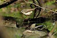 Louisiana Waterthrush (Adult)