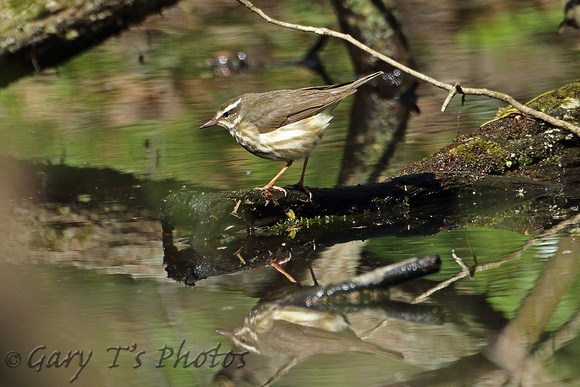 Louisiana Waterthrush (Adult)