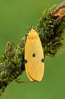 Four-spotted Footman (Lithosia quadra - Female)