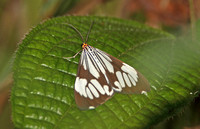 Marbled White Moth (Nyctemera coleta)