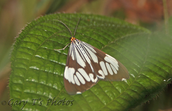 Marbled White Moth (Nyctemera coleta)