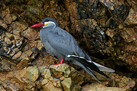 Inca Tern