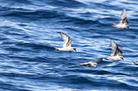 Fork-tailed Storm-petrel