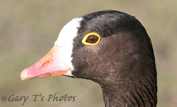 Lesser White-fronted Goose