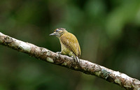 Golden-spangled Piculet (ssp. pernambuco)