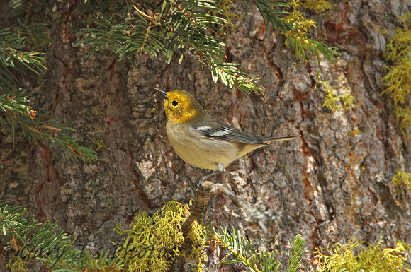 Hermit Warbler (1st Winter)