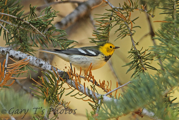 Hermit Warbler (Female)