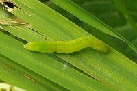 Herald (Scoliopteryx libatrix - Caterpillar)