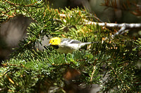 Hermit Warbler (Female)