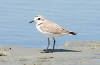 Kentish Plover (Adult Male)