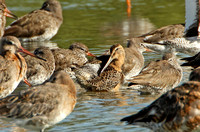 Long-billed Dowitcher (Adult Summer)