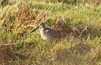 Long-billed Dowitcher (1st Winter)