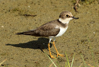 Little Ringed Plover (Adult Winter)
