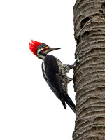 LIneated Woodpecker (Male)
