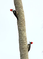 LIneated Woodpecker (Pair)