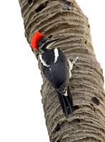 LIneated Woodpecker (Female)