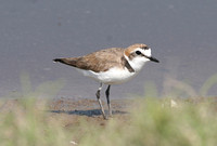 Kentish Plover (Adult Male)