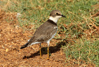 Little Ringed Plover (Adult Winter)