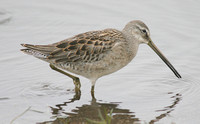 Long-billed Dowitcher (1st Winter)
