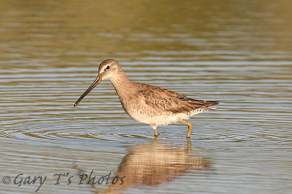 Long-billed Dowitcher (Adult Winter)