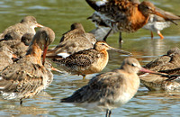 Long-billed Dowitcher (Adult Summer)