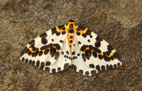 Magpie Moth (Abraxas grossulariata)