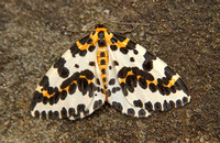 Magpie Moth (Abraxas grossulariata)
