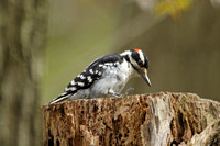 Hairy Woodpecker (Male)