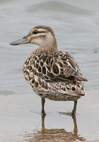 Garganey (Duck)