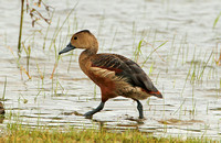 Lesser Whistling-duck