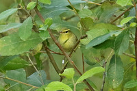 Green Warbler (1st Winter)