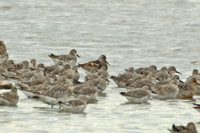 Great Knot (Adult Summer)