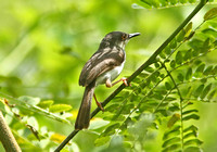 Grey-breasted Prinia