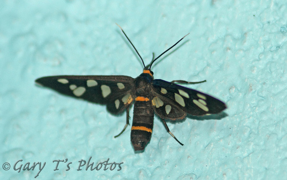 Handmaiden Moth (Amata bicincta)