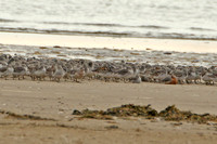 Great Knot (Adult Summer)