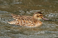 Garganey (Duck)