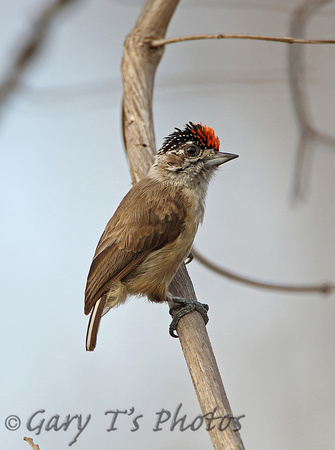 Ochraceous Piculet (Male)