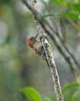 Little Woodpecker (Male)