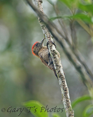 Little Woodpecker (Male)