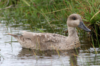 Marbled Duck (Juvenile)