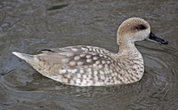 Marbled Duck (Adult)