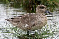 Marbled Duck (Juvenile)