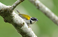 Pectoral Sparrow (Male)