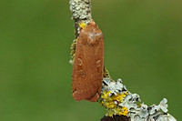 Large Yellow Underwing (Noctua pronuba)