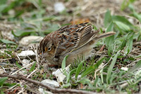 Grasshopper Sparrow (Juvenile)