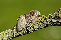 Nut-tree Tussock (Colocasia coryli form medionigra)