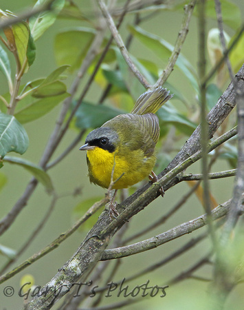 Masked Yellowthroat (Male)