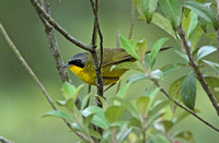 Masked Yellowthroat (Male)