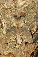 Lobster Moth (Stauropus fagi)