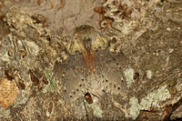 Lobster Moth (Stauropus fagi)